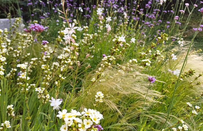 jardin_vivace_portfolio_10