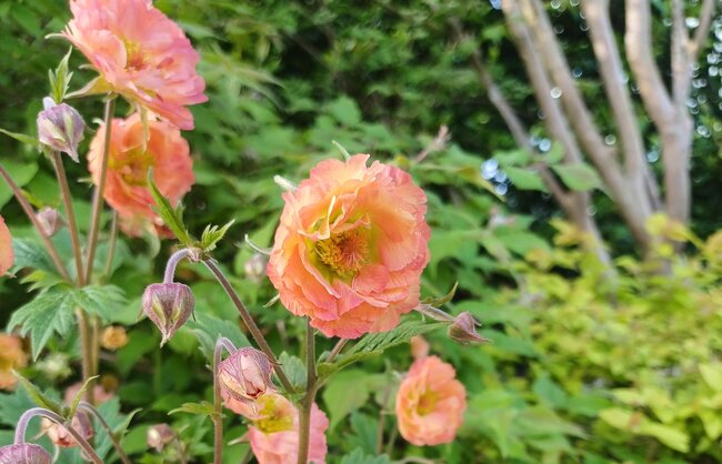 jardin_vivace_portfolio_16