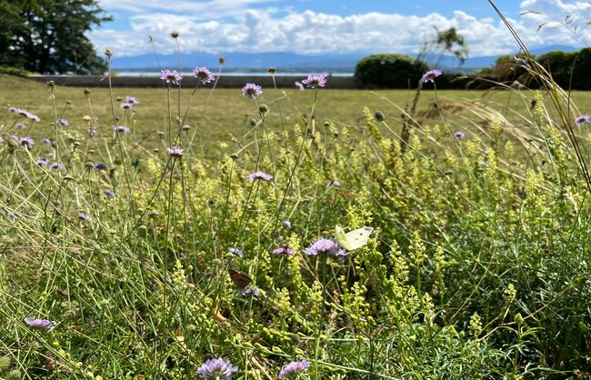 jardin_vivace_portfolio_23